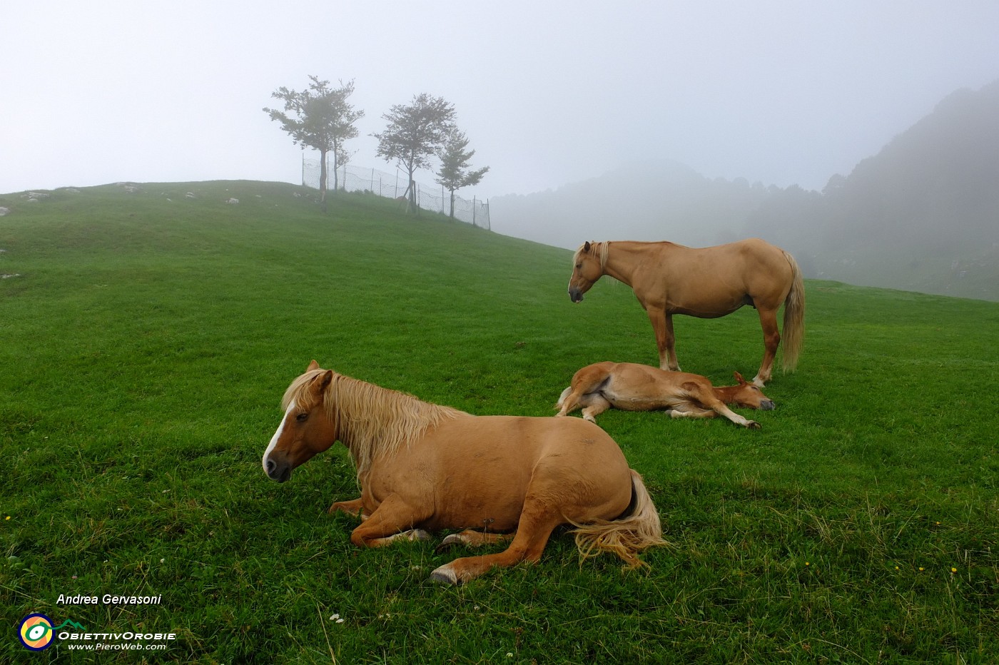 19 Cavalli al pascolo.jpg